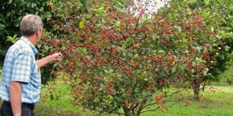 Trešnja za moskovsku regiju - 12 najboljih sorti, samooplodne i slatke